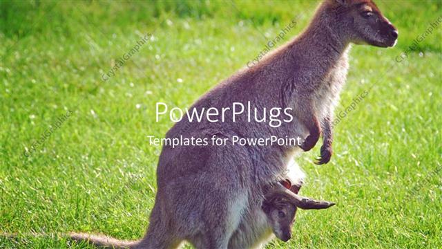  Presentation with kangaroo - Adult kangaroo female with baby in her pouch with green garden