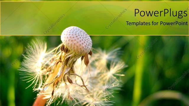  Presentation with dandelion - Airy dandelion with blurry green vegetation as background