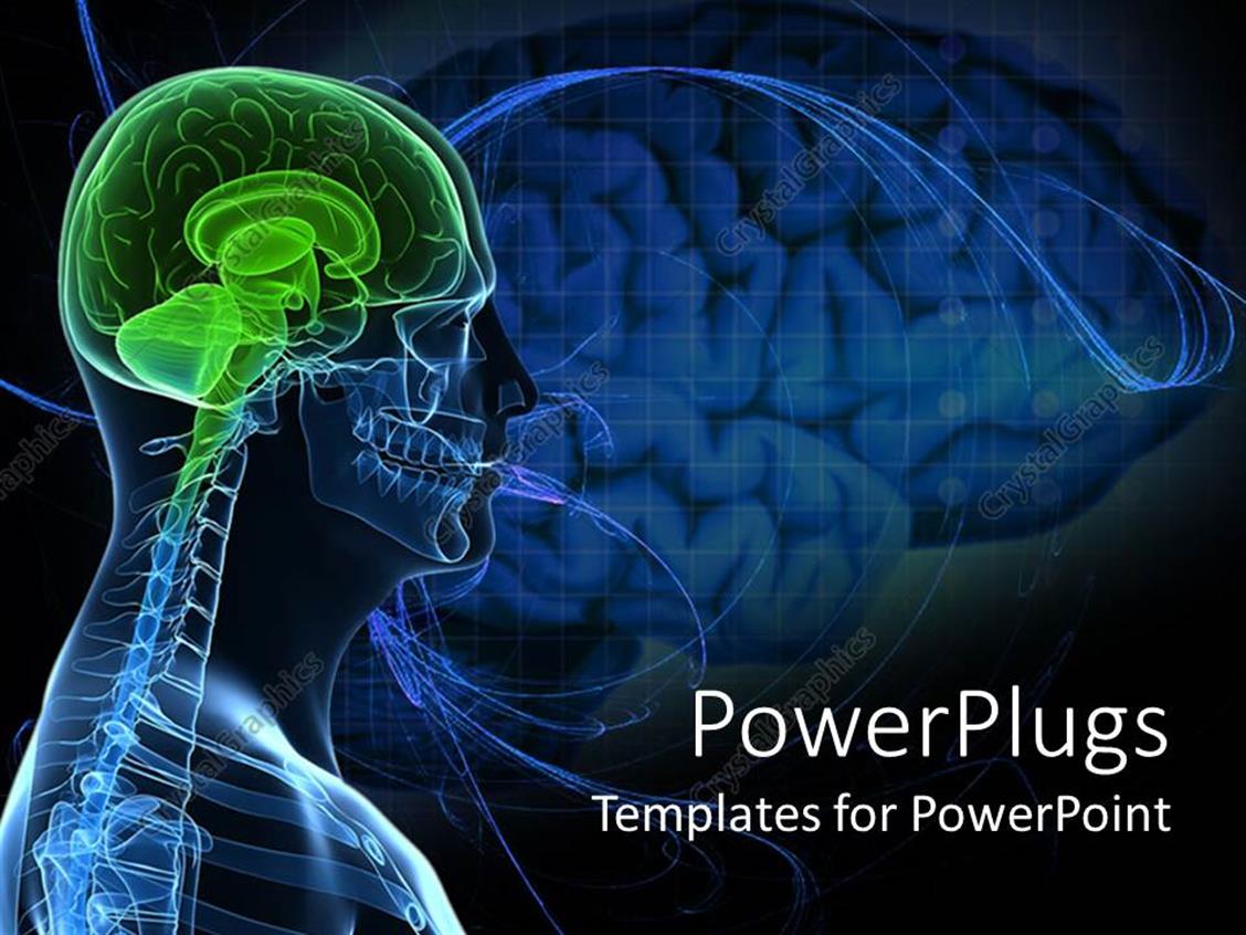 PowerPoint Template Anatomy Of A Healthy Brain Of The Human Body 16738 