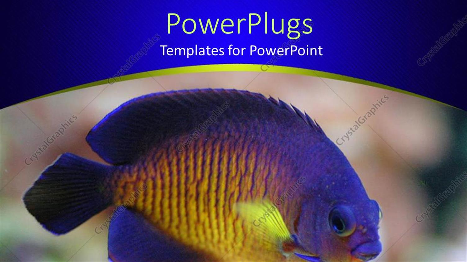 Featuring Angel Fish in Display Over Colorful Background and Blue Frame