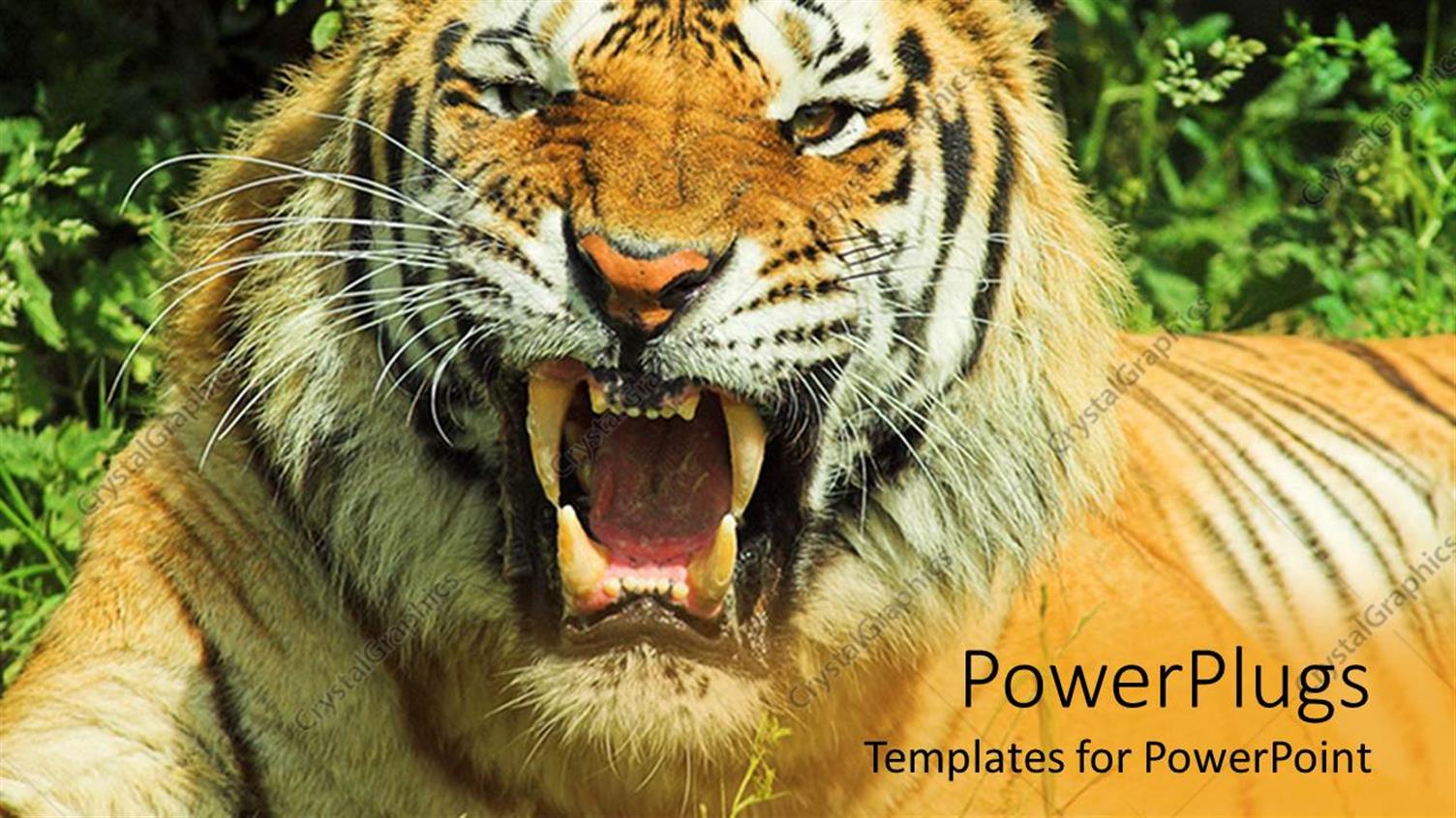 Premium Template for PowerPoint & Google Slides 