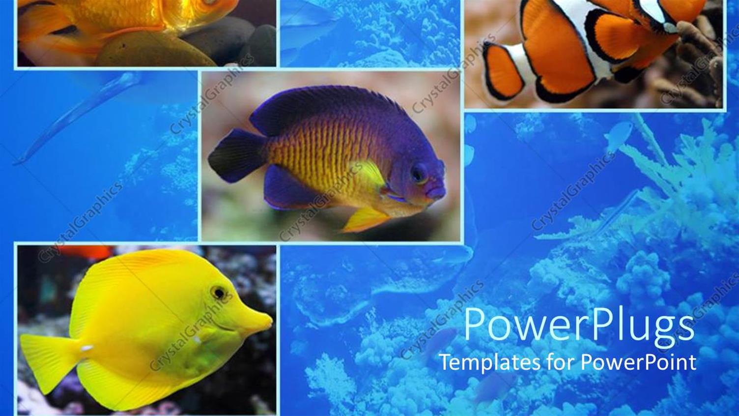 Premium Template for PowerPoint & Google Slides 