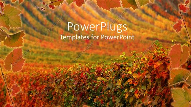  Presentation with vineyard - Autumn depiction of vegetation arranged in systematic lines
