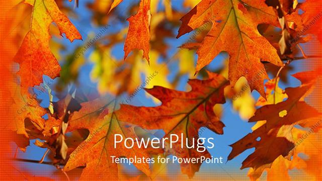  Presentation with oak - Autumn fall leaves on branches with blue sky and orange border
