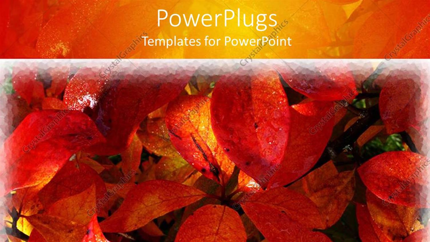 Premium Template for PowerPoint & Google Slides 