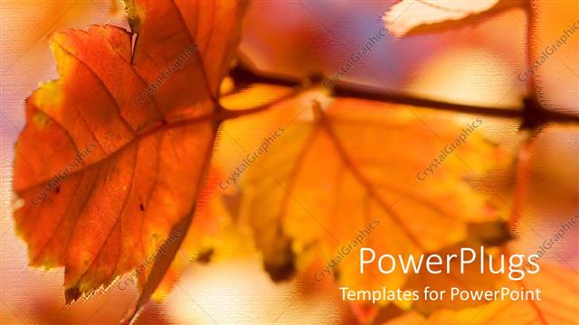  Presentation with season - Autumn season with red and orange leaves glowing in sunlight