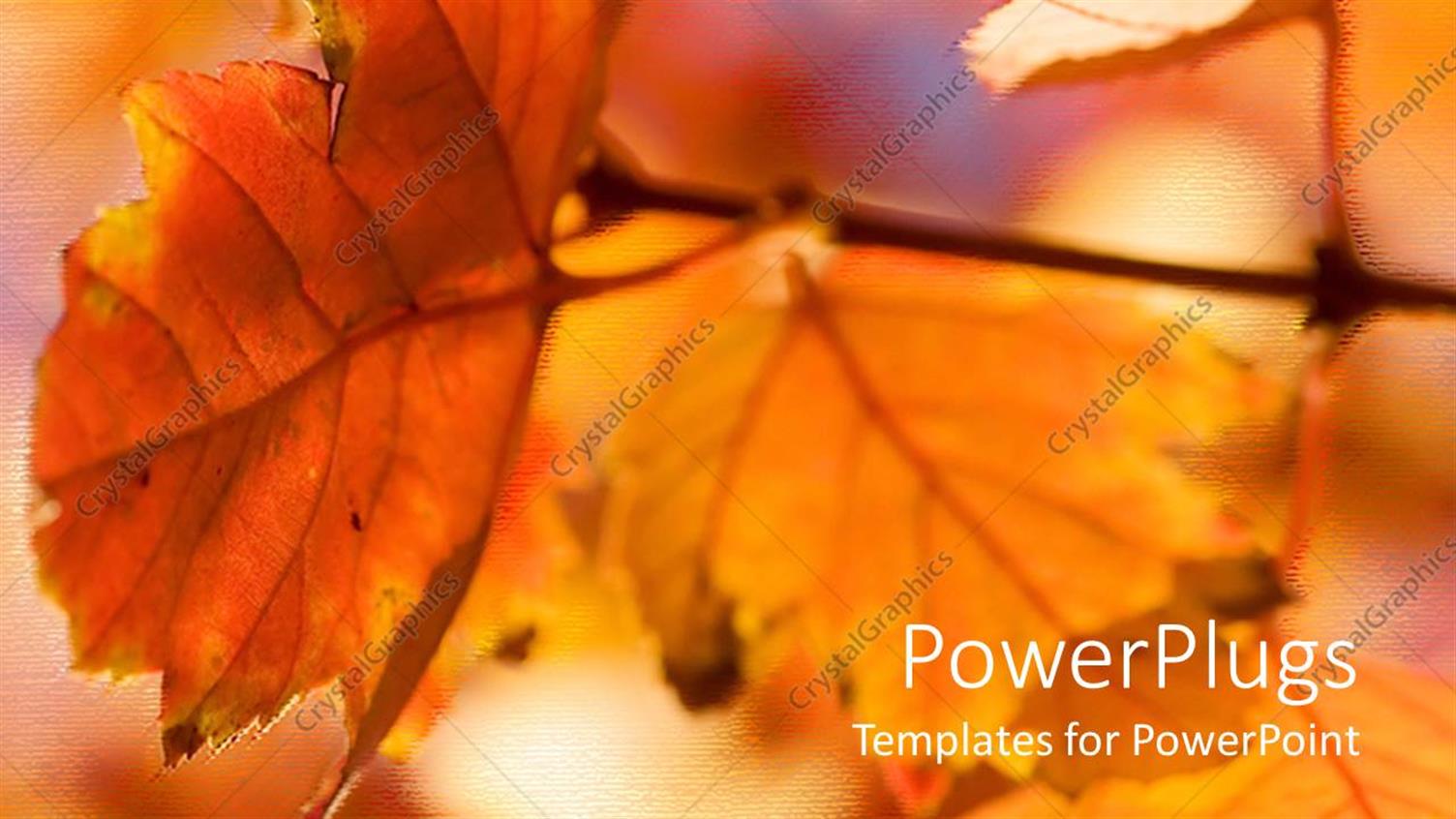 Premium Template for PowerPoint & Google Slides 