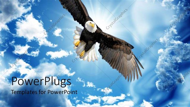  Presentation with flight - Back lit Bald Eagle in flight