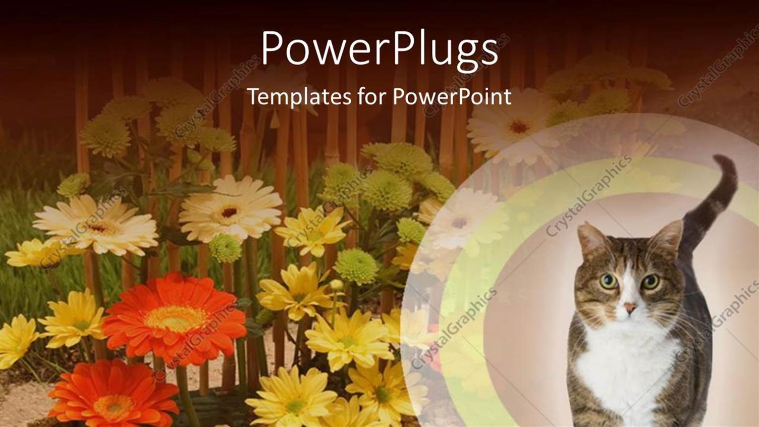 Premium Template for PowerPoint & Google Slides 