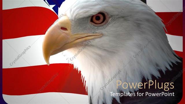  Presentation with bald - Bald eagle in front of an American flag background