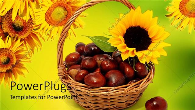  Presentation with sunflowers - A basket full of chestnuts with sunflowers in the background