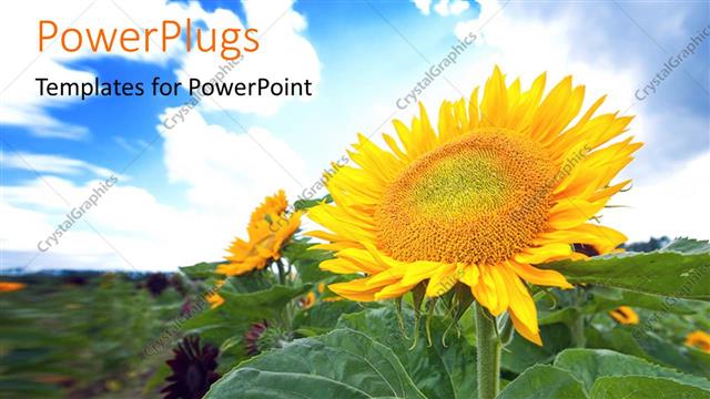  Presentation with sunflowers - A number of sunflowers with clouds in the background