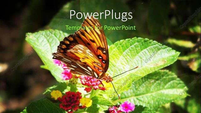  Presentation with grunge flower - Beautiful butterfly perch on nectar of flower with grunge background