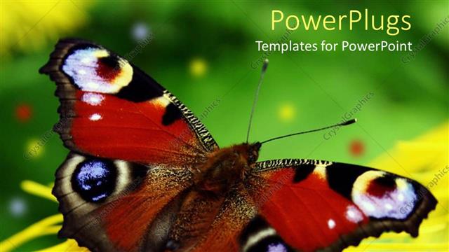  Presentation with butterfly - Beautiful butterfly perches on flower in garden to suck nectar