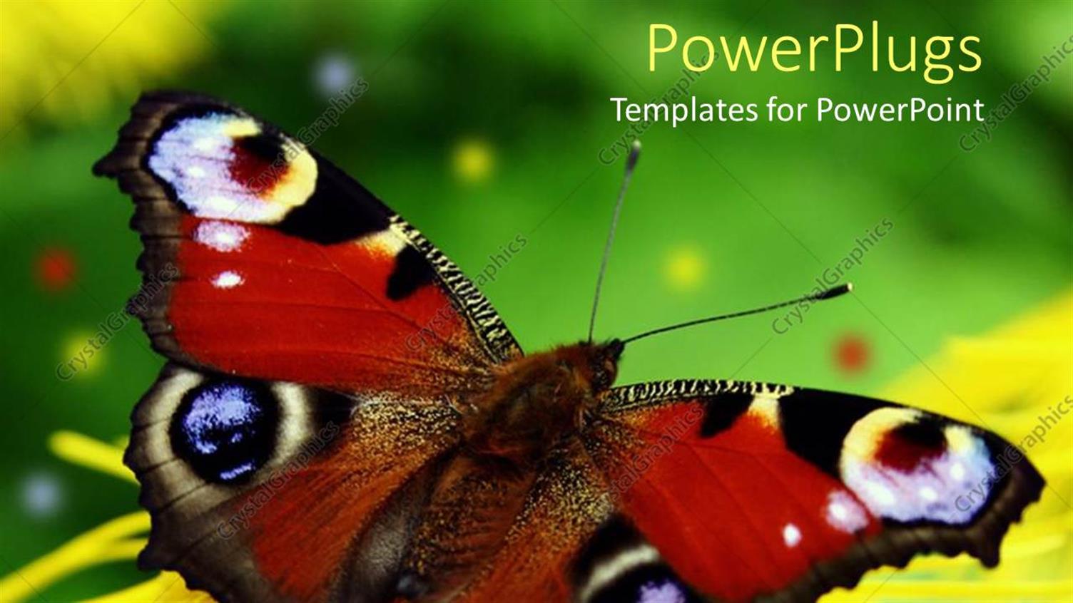 Premium Template for PowerPoint & Google Slides 