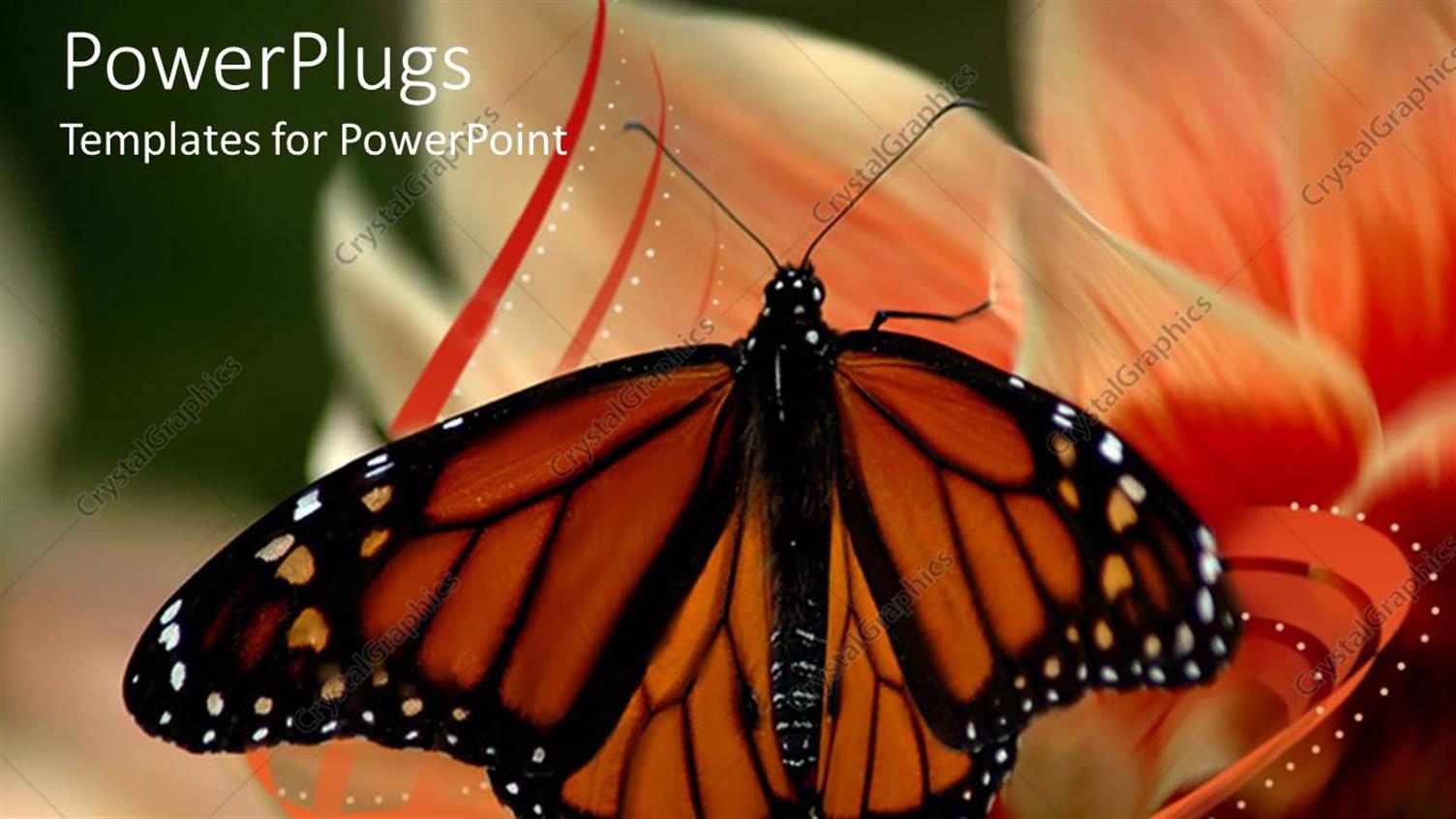 Featuring Beautiful Butterfly Perches on Flower to Suck Nectar