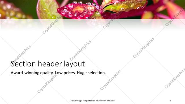 Section Header presentation slide layout