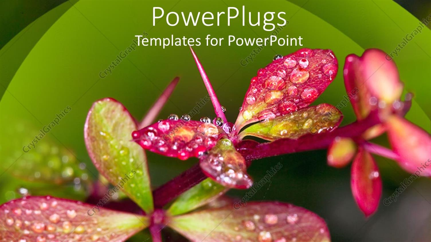 Featuring Beautiful and Colorful Flowers and Rain on their Surface