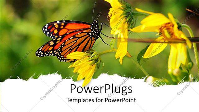  Presentation with sunflower - A beautiful depiction of a butterfly sitting on a sunflower