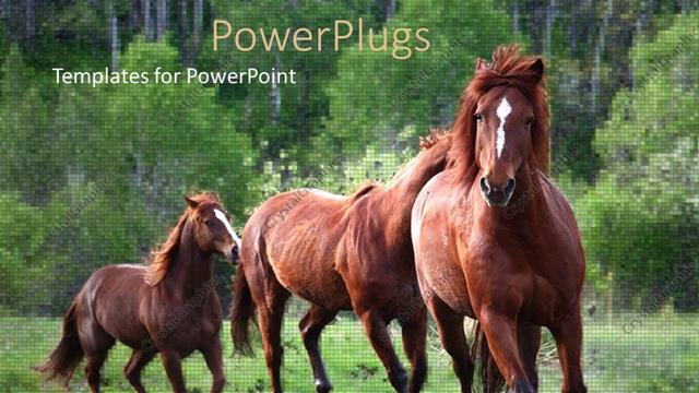  Presentation with horses - A beautiful depiction of a horses running in the field