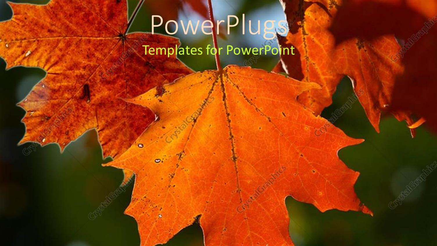 Premium Template for PowerPoint & Google Slides 