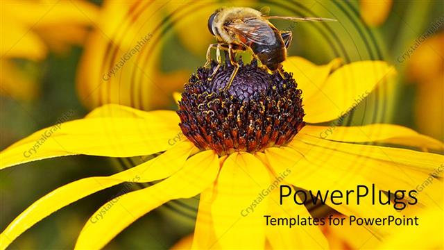  Presentation with honey bee - A beautiful depiction of a sunflower and a bee