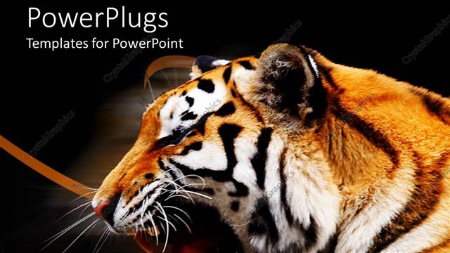  Presentation with tiger - A beautiful depiction of a tiger with dark background