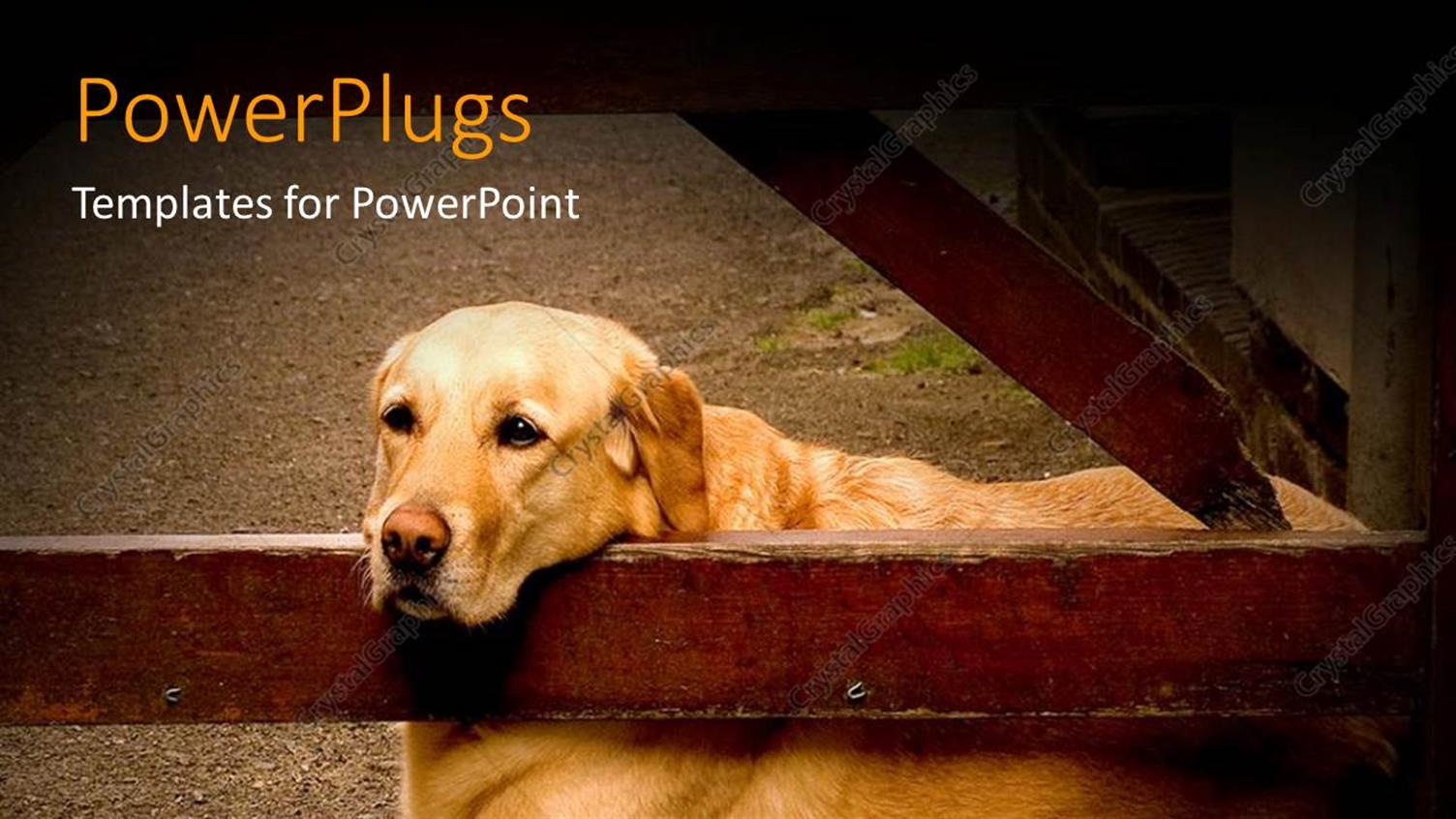 Premium Template for PowerPoint & Google Slides 