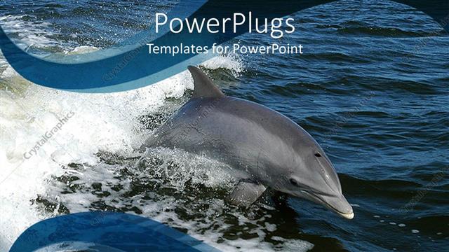  Presentation with dolphin - Beautiful dolphin swimming in calm blue oceans