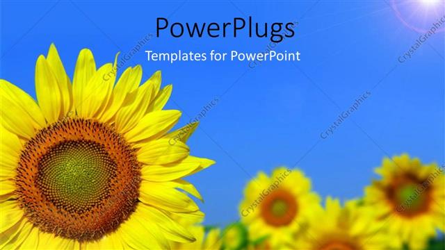  Presentation with sunflower - Beautiful field of sunflower with light glow in blue sky