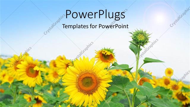  Presentation with sunshine - Beautiful field of sunflower with sunshine over field