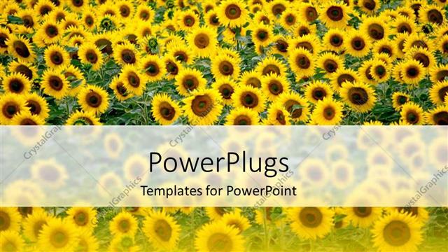  Presentation with yellow green - Beautiful field of sunflower themed yellow and green