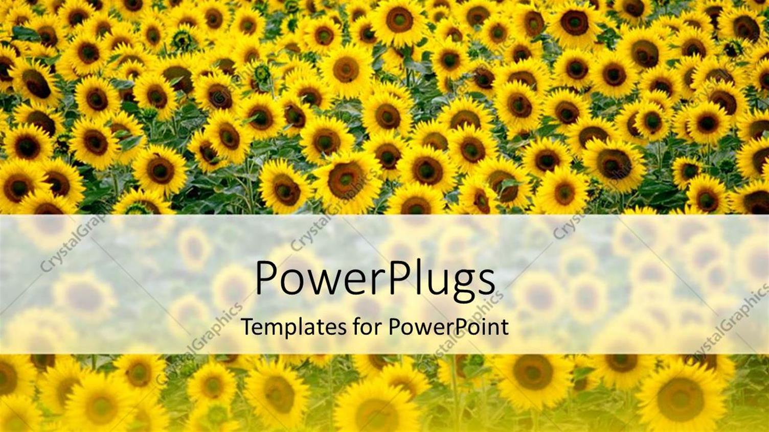 Premium Template for PowerPoint & Google Slides 