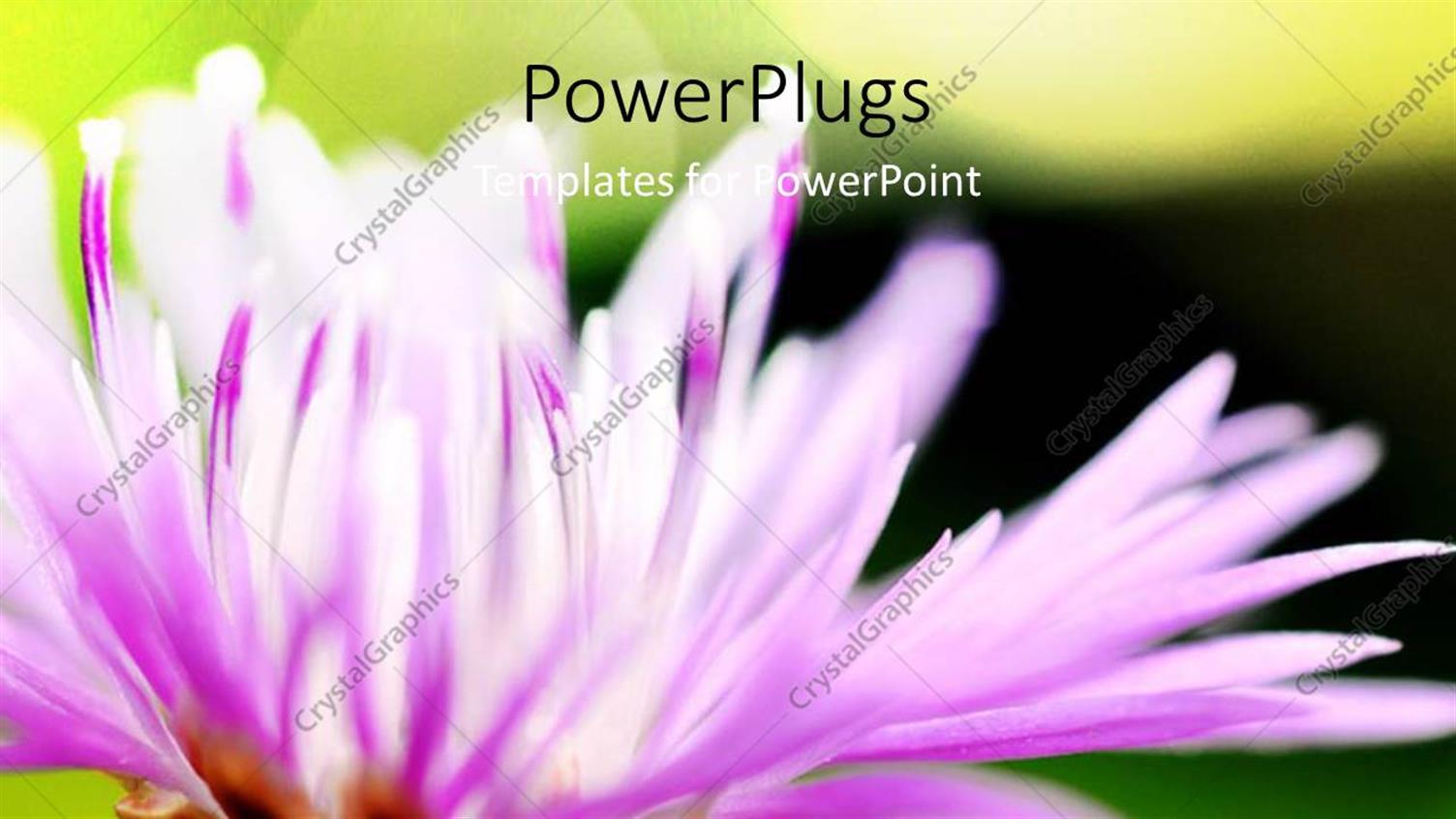 Premium Template for PowerPoint & Google Slides 