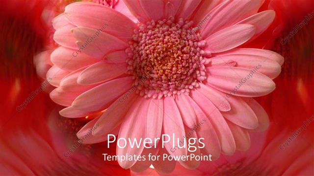  Presentation with amazing - A beautiful flower with amazing reflection in the background