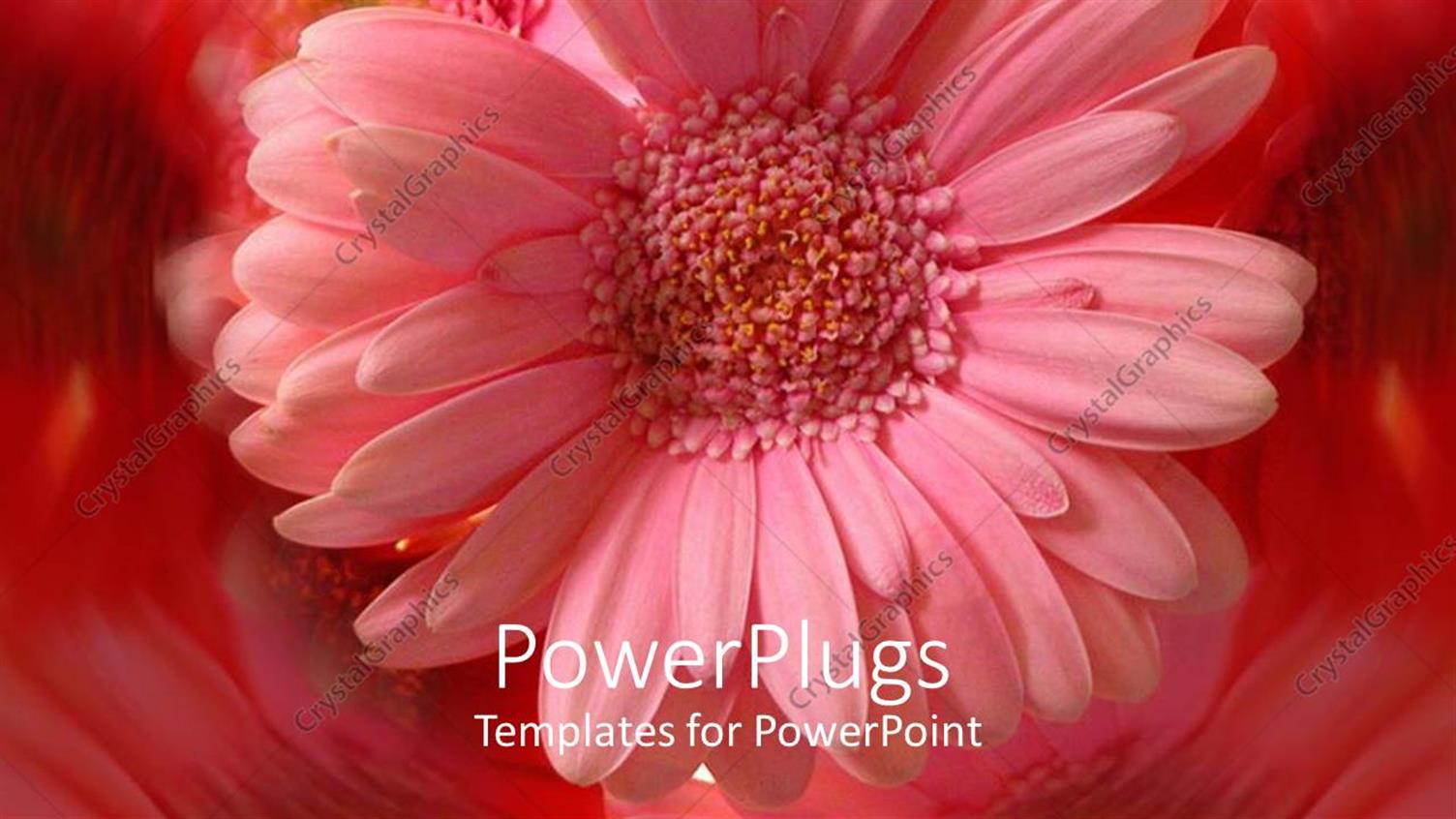 Featuring a Beautiful Flower with Amazing Reflection in the Background