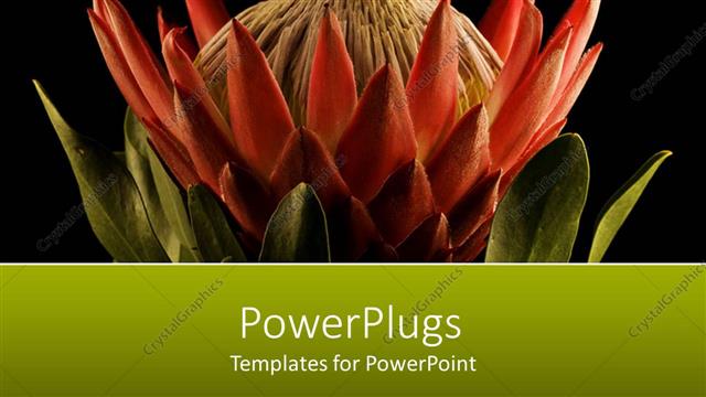  Presentation with protea flower - A beautiful flower with blackish background