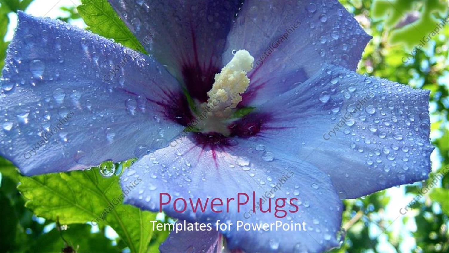 Premium Template for PowerPoint & Google Slides 