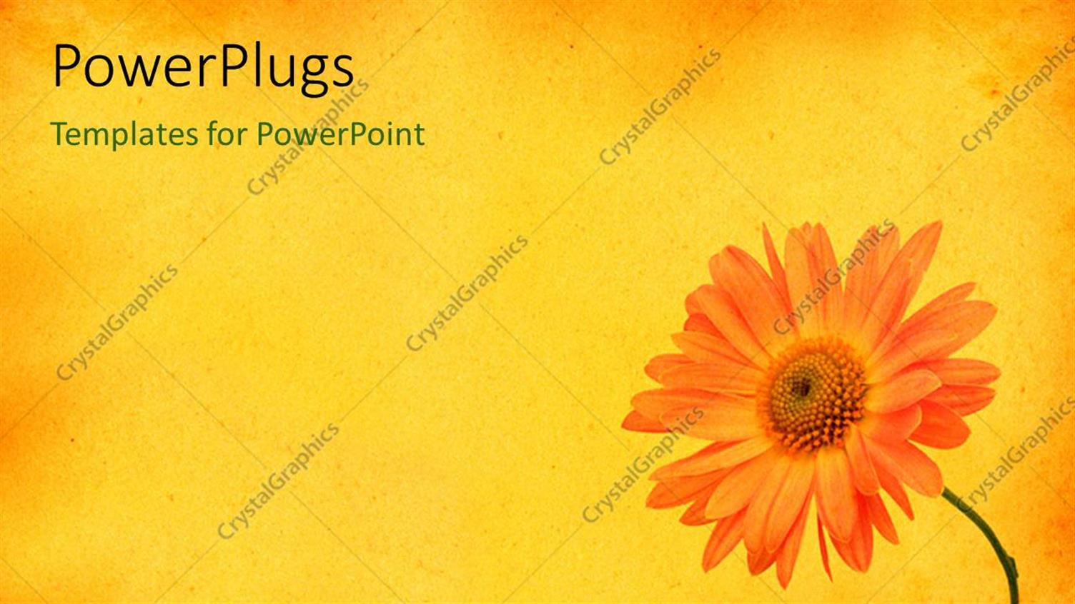 Premium Template for PowerPoint & Google Slides 