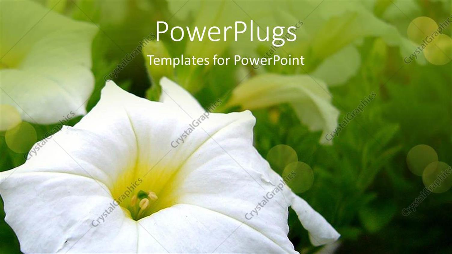 Premium Template for PowerPoint & Google Slides 