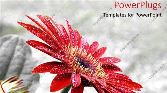  Presentation with rocks - A beautiful flower with rocks in the background