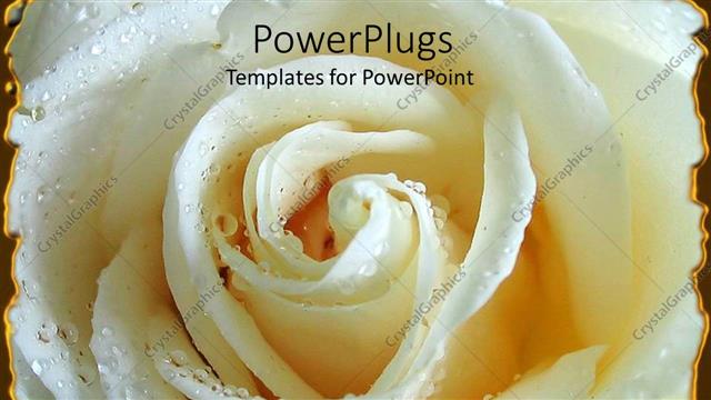  Presentation with silver - A beautiful fresh white rose with corners being highlighted by silver lining