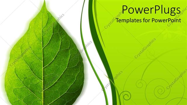  Presentation with perfect - A beautiful green leaf and the place for text on the other side