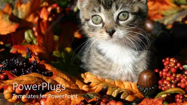  Presentation with kitten - A beautiful kitten and a number of fruits