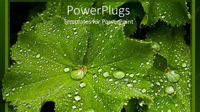  Presentation with dew - A beautiful leaf with a number of dew drops