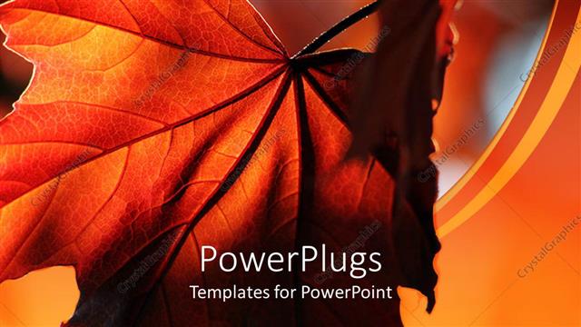  Presentation with maple - A beautiful leaf with its reflection in the background