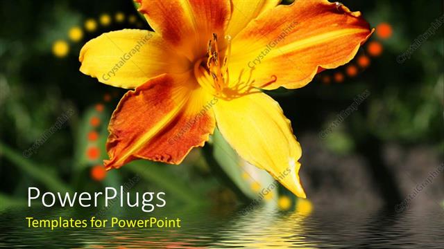  Presentation with lily flower - Beautiful orange day lily with bright reflection on water surface