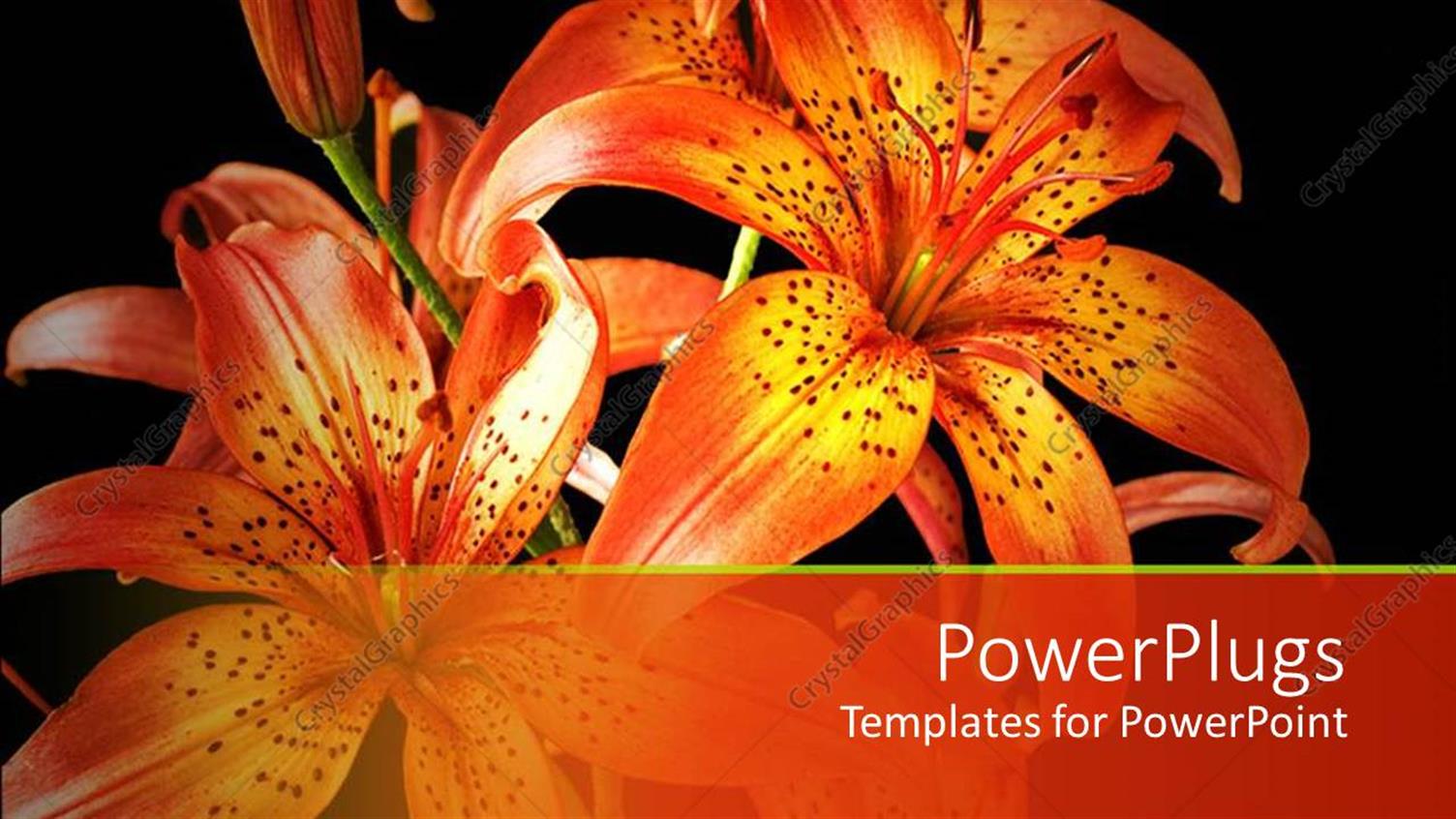 Premium Template for PowerPoint & Google Slides 