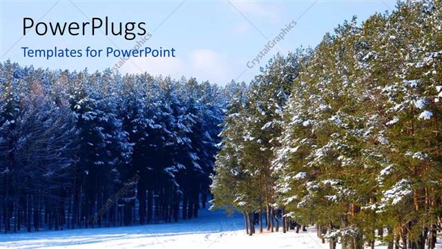  Presentation with forest - Beautiful Pine forest covered with snow in winter?
