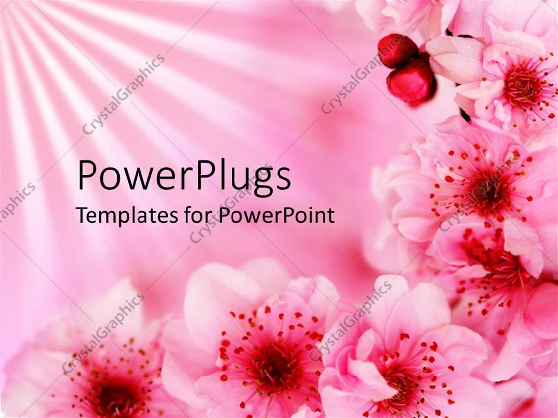 Powerpoint Template Beautiful Pink Blossoming Cherry Flowers On